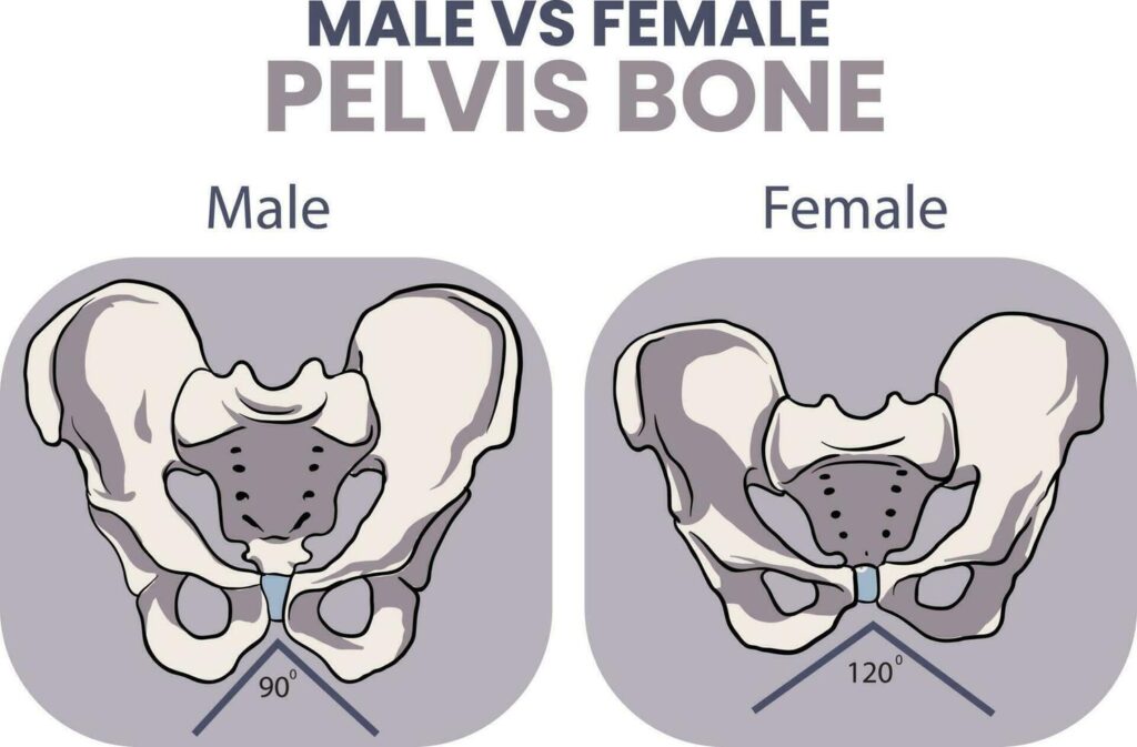 Illustration of male vs female pelvis